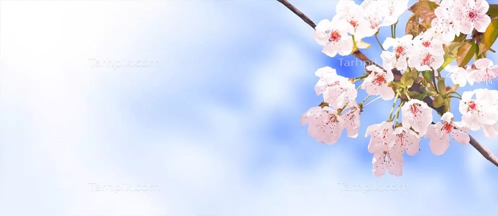 منظر زیبای طبیعت با درختان گلدار بهاری در پسزمینه محو