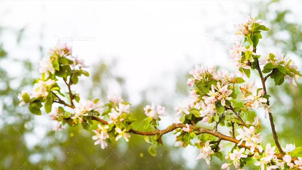 شکوفه های سیب با گلبرگ های صورتی و سفید در بهار، آغاز زندگی نو در باغ سیب و رمانس عاشقانه
