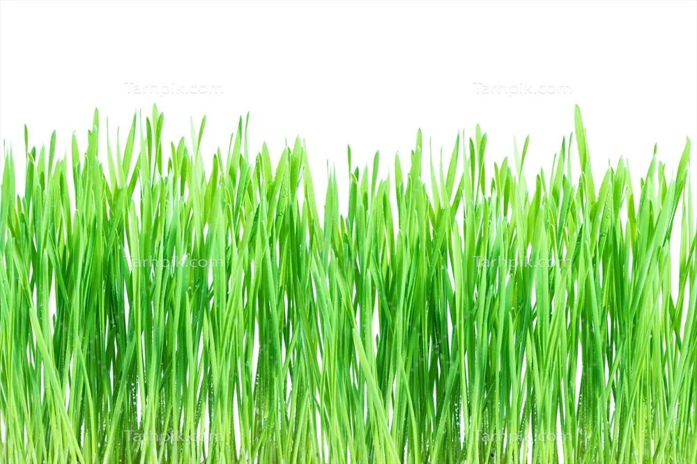 گندم سبز تازه با قطرات شبنم بر روی زمینه سفید