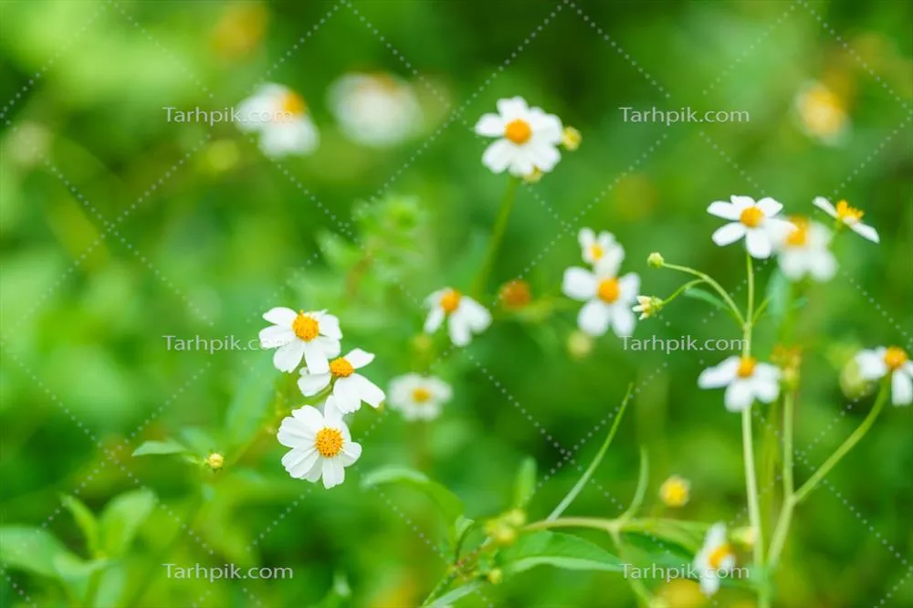 عکس نزدیک از گل مینی سفید زیبا با گرده زرد در نور خورشید برای استفاده به عنوان پس زمینه
