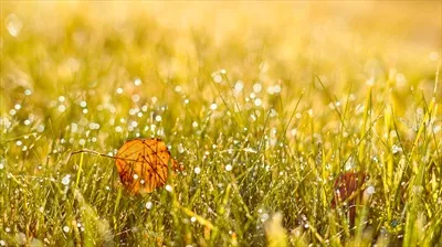 بنر پاییزی با چمنهای طلایی و برگهای تک در پرتوهای غروب آفتاب