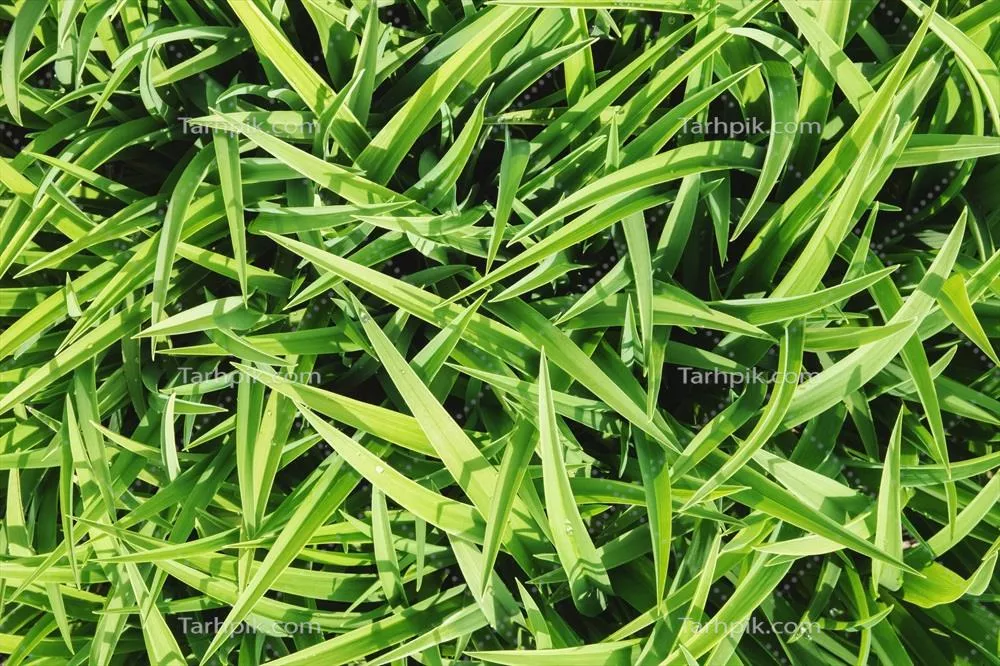 پشت زمینه تیره علف‌های تازه و سبز به صورت نمای بالاسری