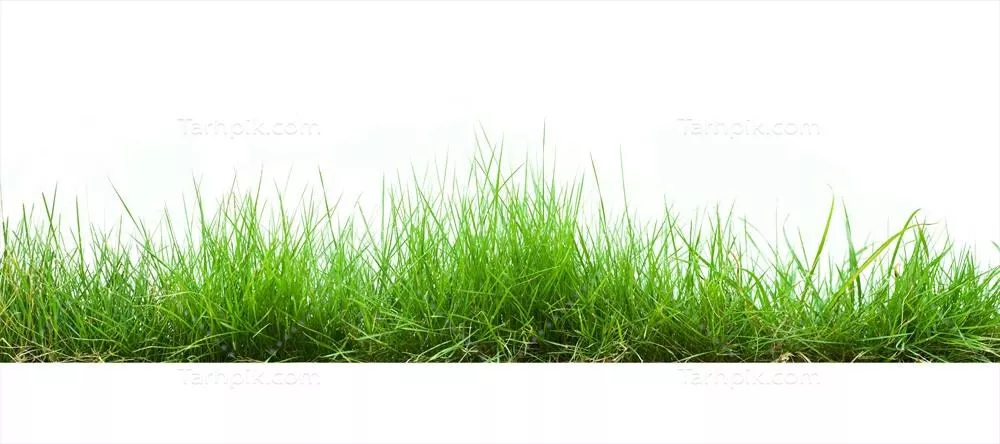 چمن سبز در پسزمینه سفید بهطور مجزا و ایزوله شده