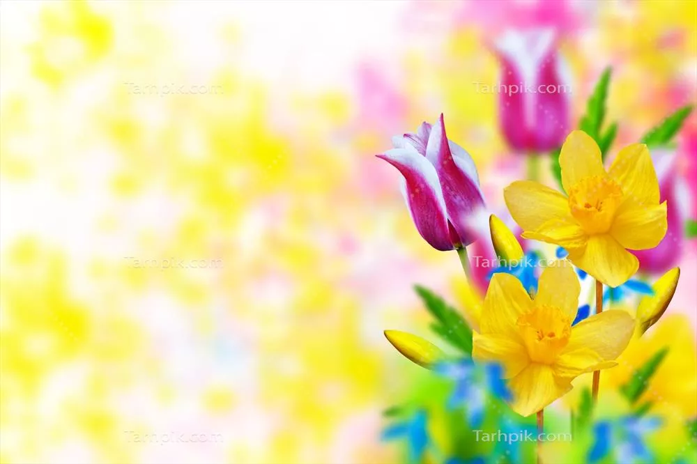 گل های بهاری: مرواریدهای رنگارنگ و شگفت انگیز لاله و نرگس