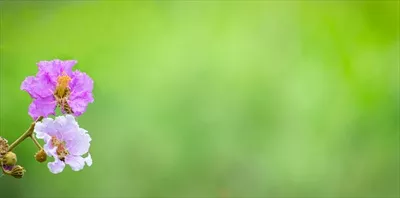 گل بنفش زیبای طبیعی در پسزمینه سبز رنگ محو و دلنشین