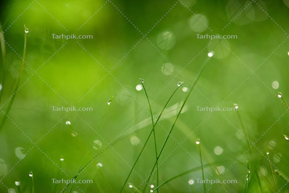 چمن با قطرات شبنم در صبح زیبای بهاری