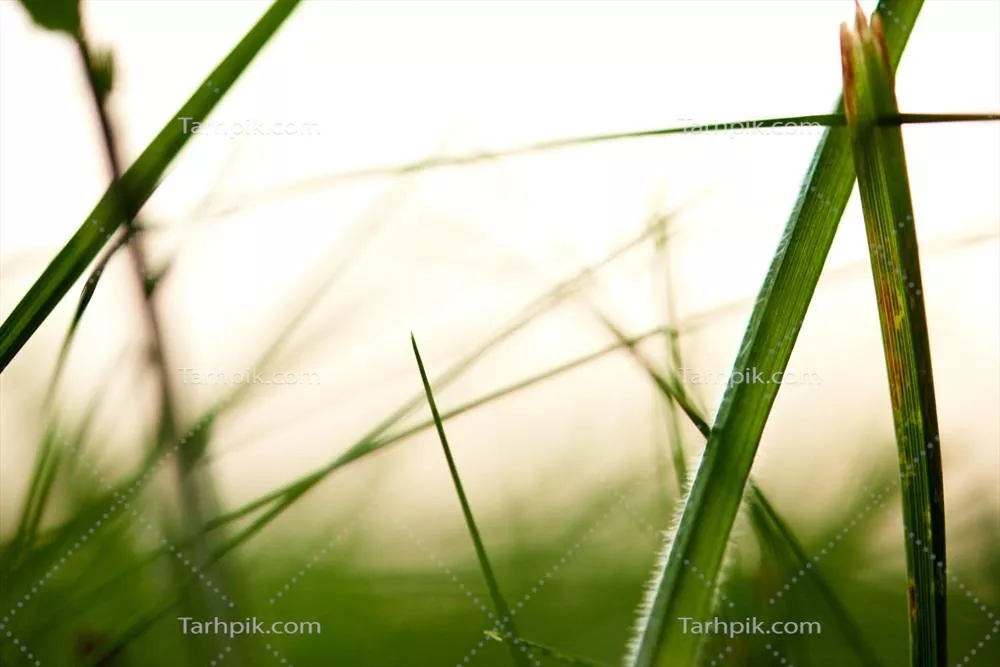 چمن با قطرات شبنمی: زیبایی طبیعی در صبحهای زود