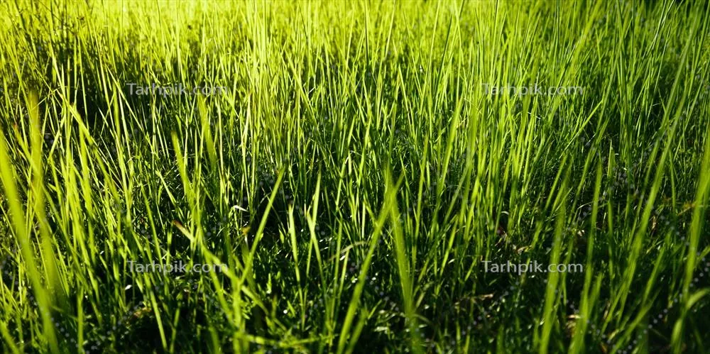 پس‌زمینه‌ای از طبیعت با برگ‌ها، چمن و درختان سبز در فضای باز