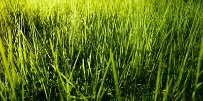 پسزمینهای از طبیعت با برگها، چمن و درختان سبز در فضای باز