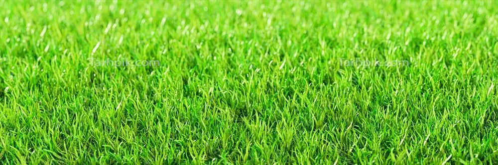 نمای بالا از چمنهای سبز و تازه برای پسزمینه و والپیپر به صورت 3D