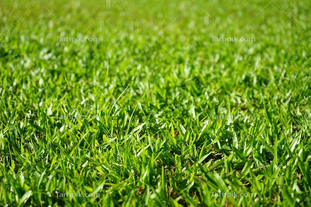 الگوی پسزمینه از چمنهای سبز و طبیعی برای طراحیهای زیبا
