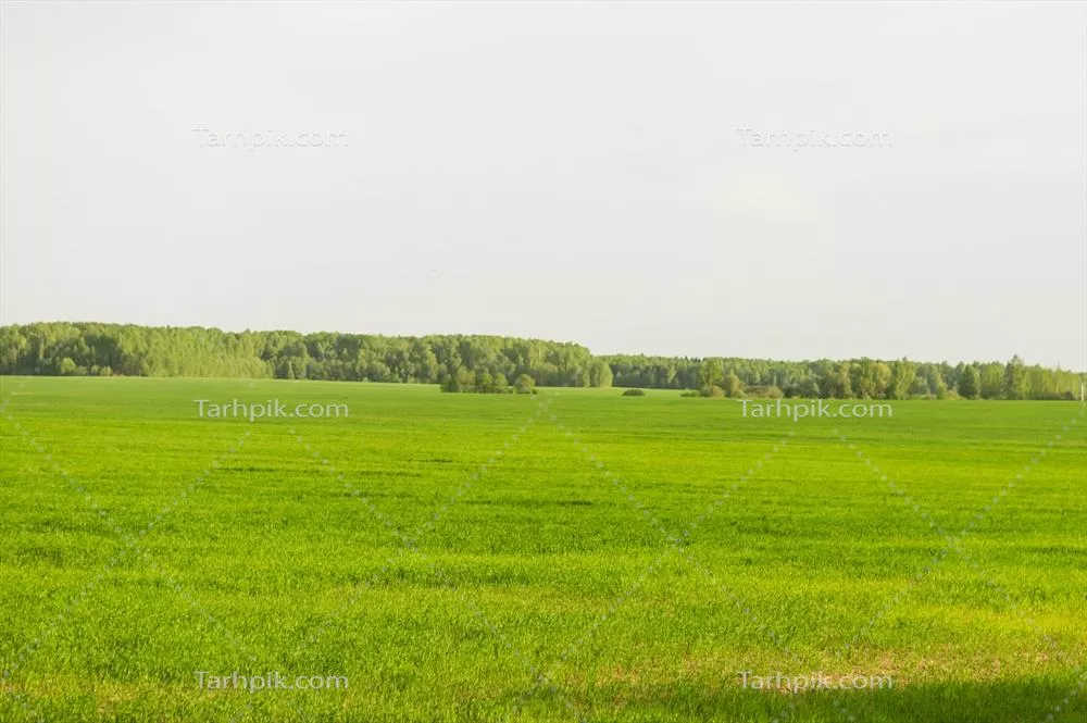 چشمانداز بهاری روستایی با چمنزار سبز، آسمان آبی و درختان دلانگیز