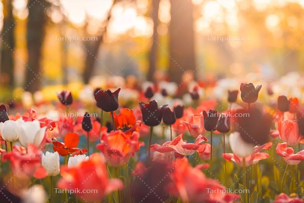 بوکهای زیبا از لالههای قرمز، صورتی و سفید در بهار برای طراحی کارت پستال و بنر وب