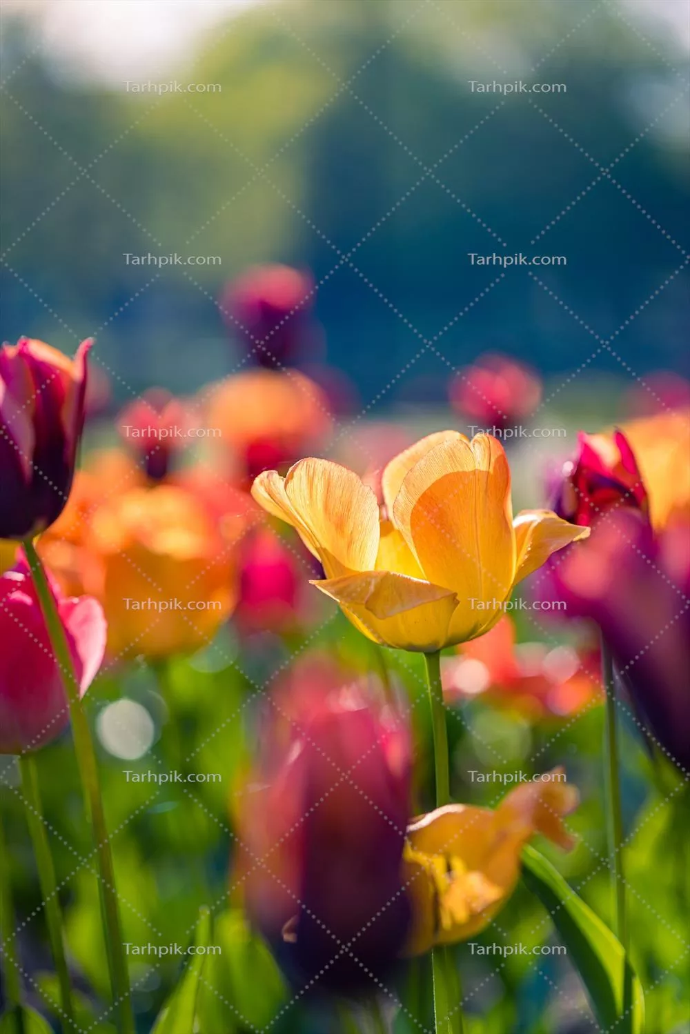 گلاهی زیبا از لالههای قرمز، صورتی و سفید در فصل بهار برای طراحی کارت پستال و بنر وب