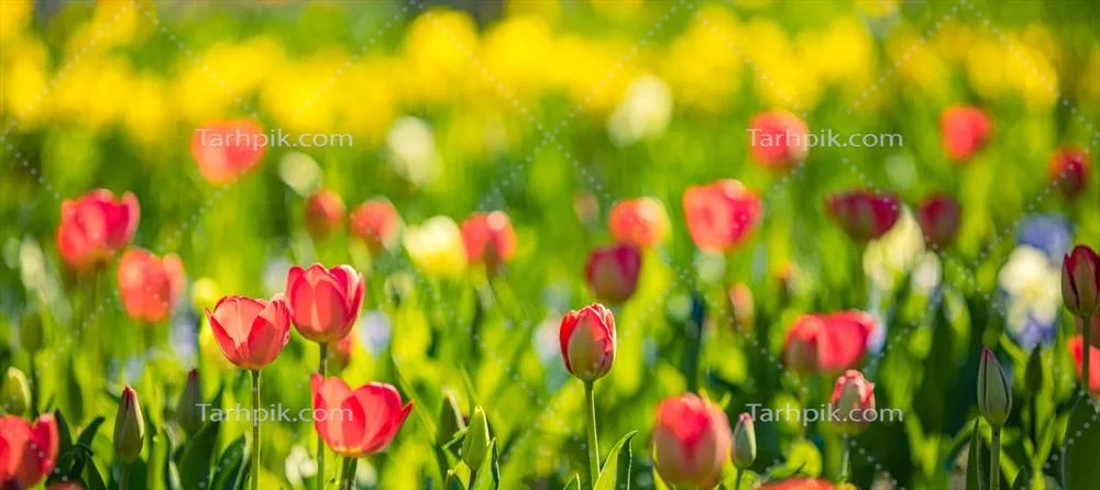 پانورامای زیبا و گلچین از لالههای قرمز، سفید و صورتی در بهار برای طراحی کارت و بنر وب