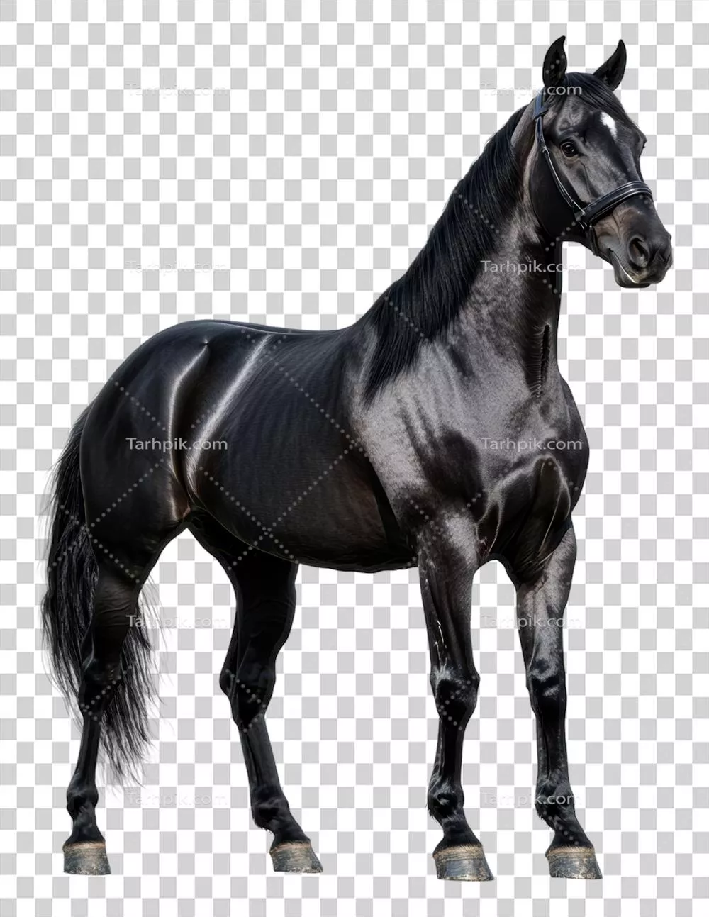 سایهپرست اسب سیاه در برابر پسزمینه سفید برش داده شده