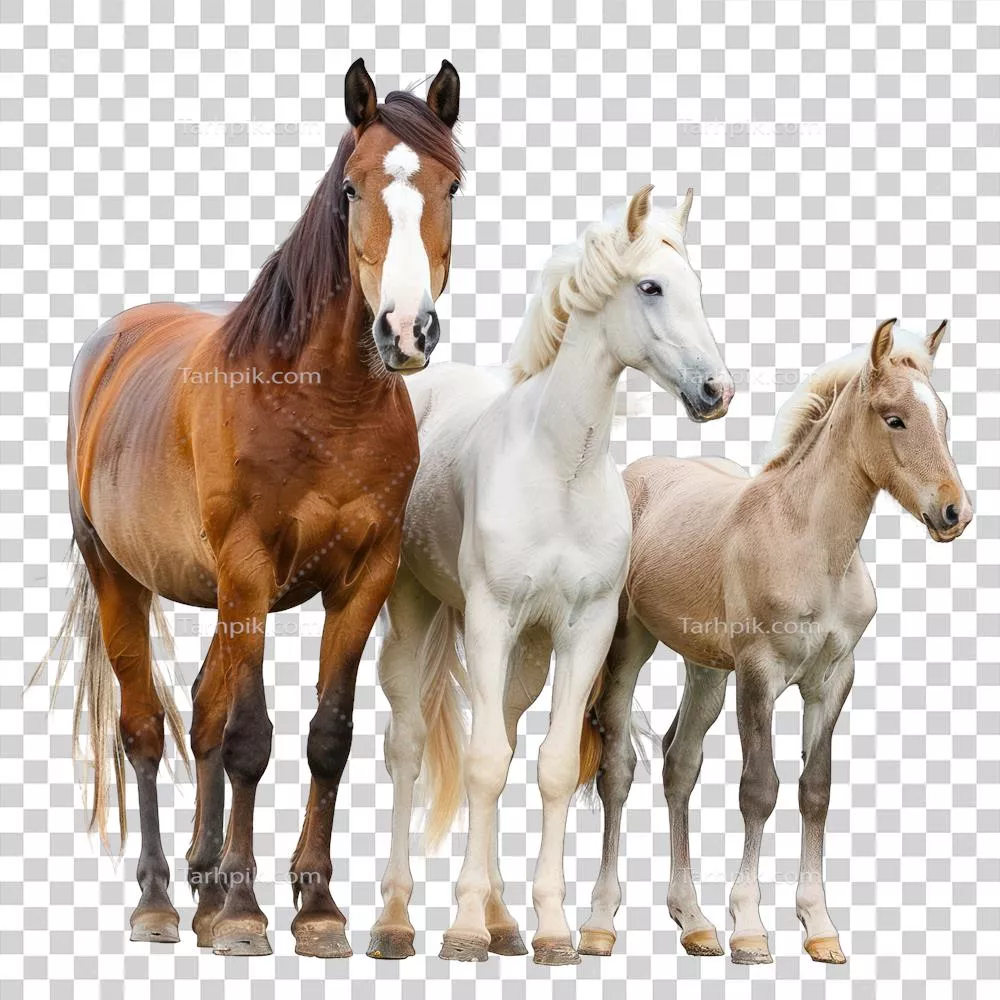 اسب ها با پس زمینه شفاف - تصاویر با کیفیت بالا برای طراحی و استفاده چاپی