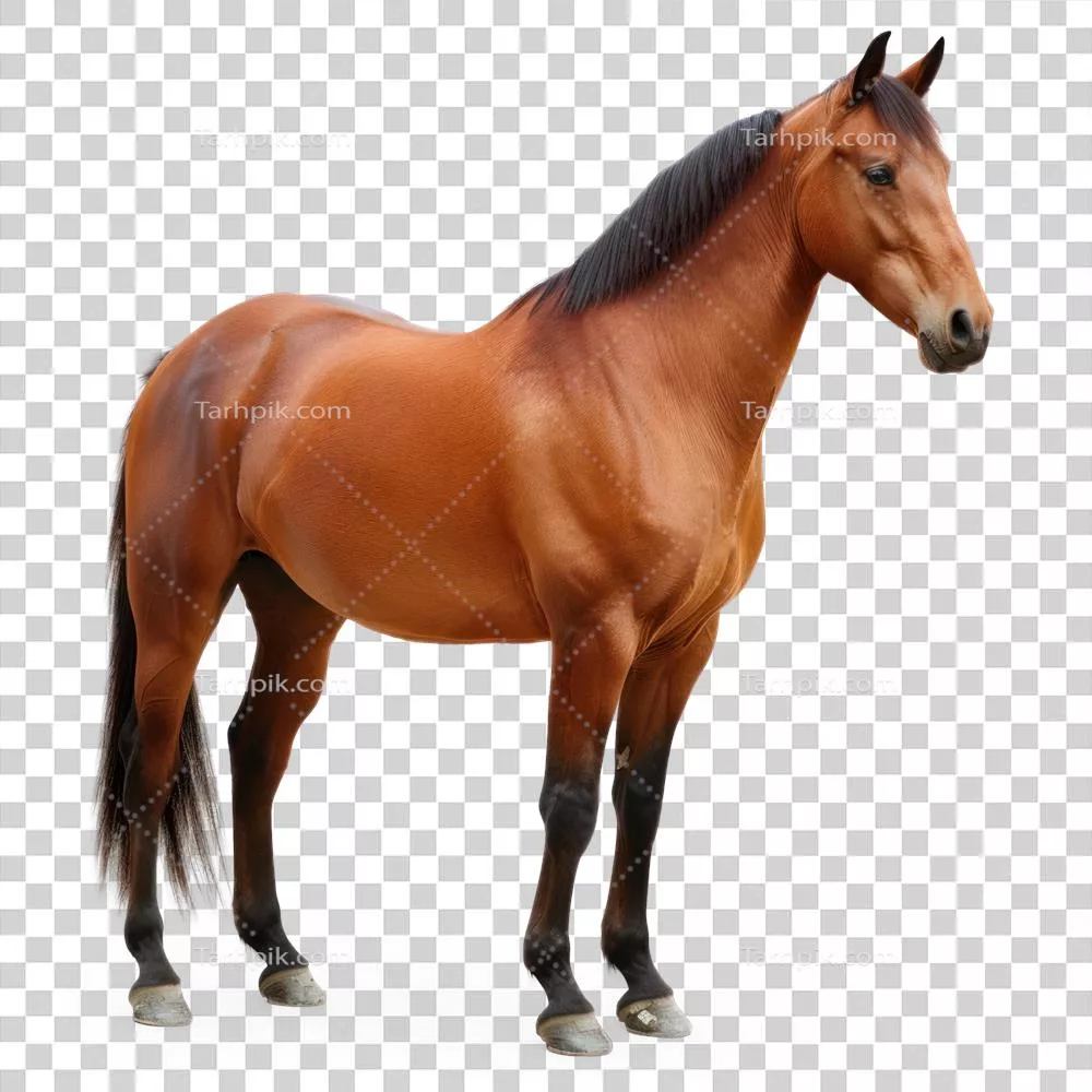 اسب ایستاده بر روی پس‌زمینه شفاف به همراه جزئیات بی‌نظیر