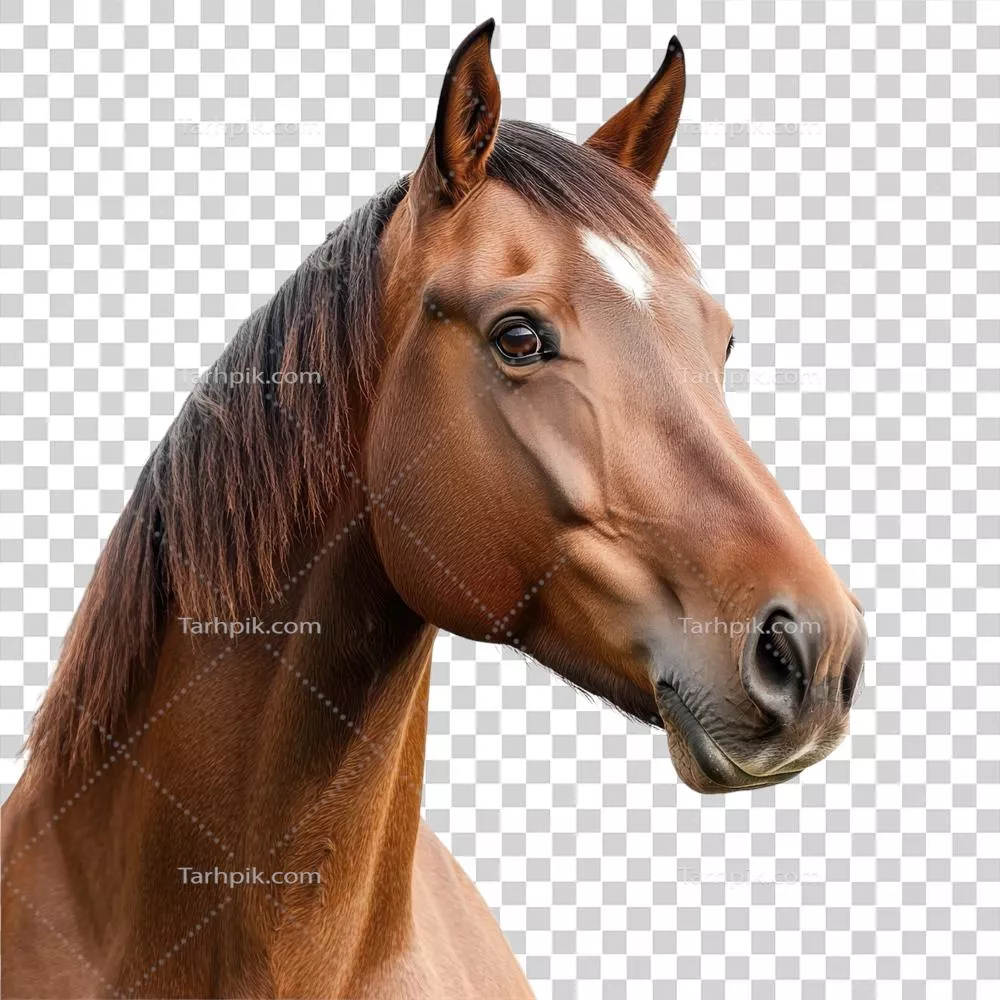 پرتره ای از اسب باشکوه بر روی پس زمینه ای سفید و شفاف