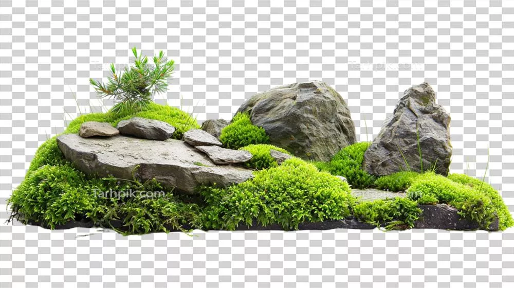 حضور سنگهای زینتی و چمن بر روی پسزمینهای شفاف و زیبا
