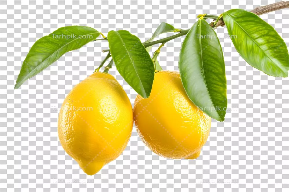 تصویر دو میوه لیمو تولید شده با هوش مصنوعی آویزان از شاخه و برگها
