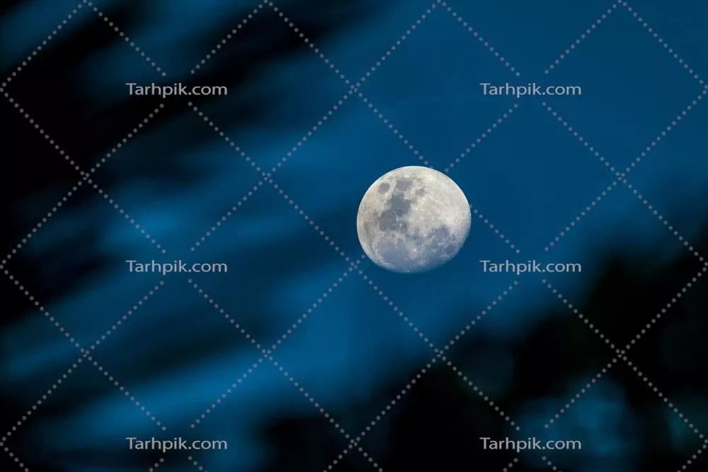 ماه پنهان در پشت برگ ها - زیبایی شب در طبیعت رازآلود