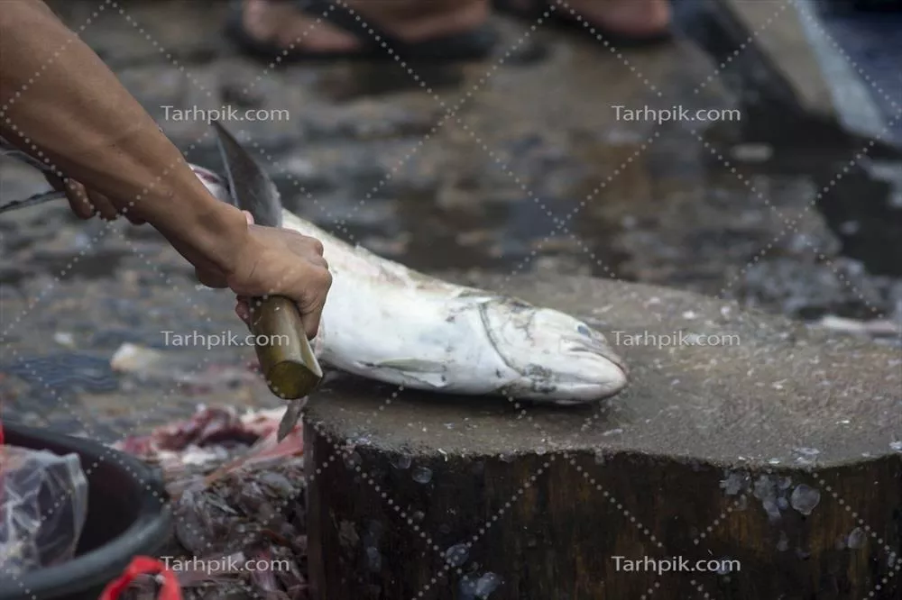 انواع مختلف مواد غذایی دریایی در بازار ماهی فروشی