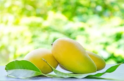 مجموعه میوه های تابستانی انبه تایلندی: طعم های دلپذیر و خوشمزه
