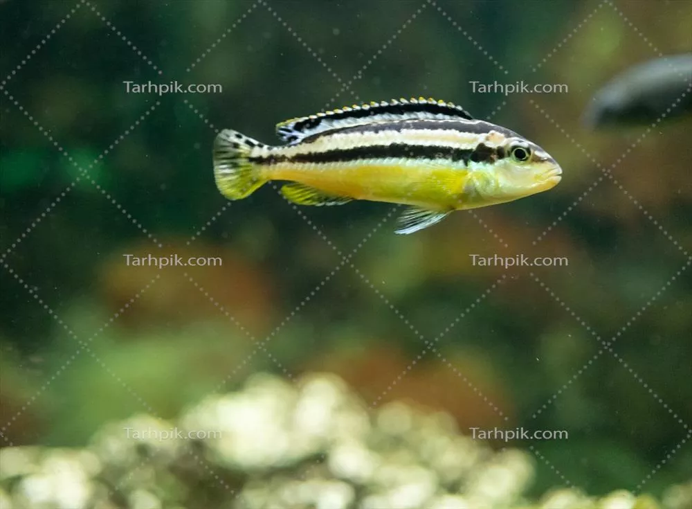 تزیینات آکواریوم با ماهی‌های زرد در پس‌زمینه آب