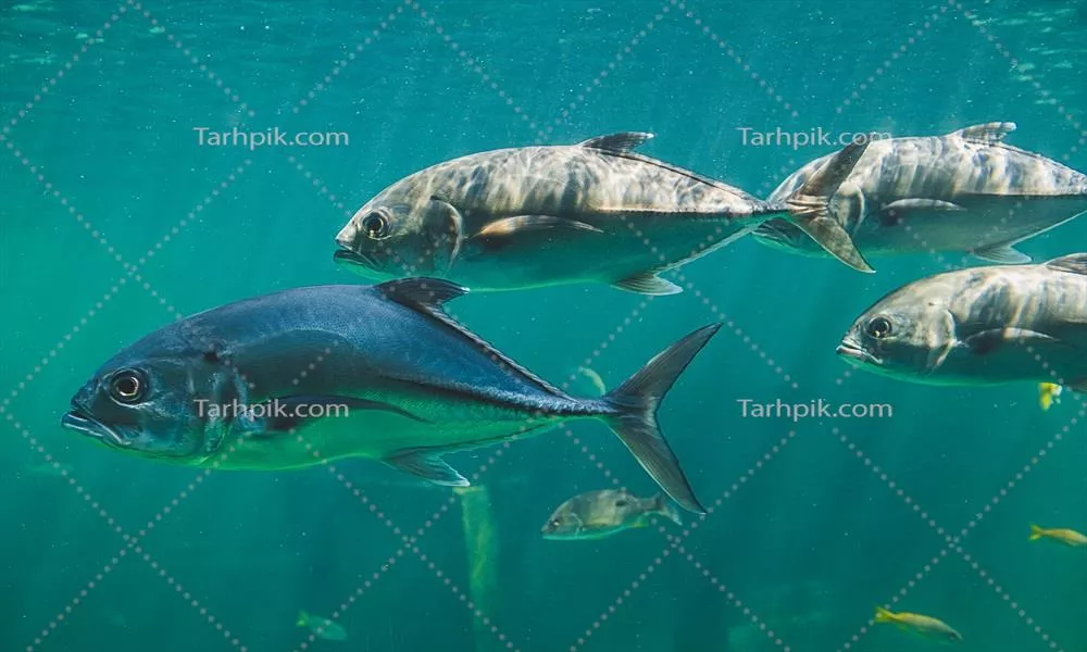 زندهگیری جکها یا ماهیهای ترم بوی در حال شنا