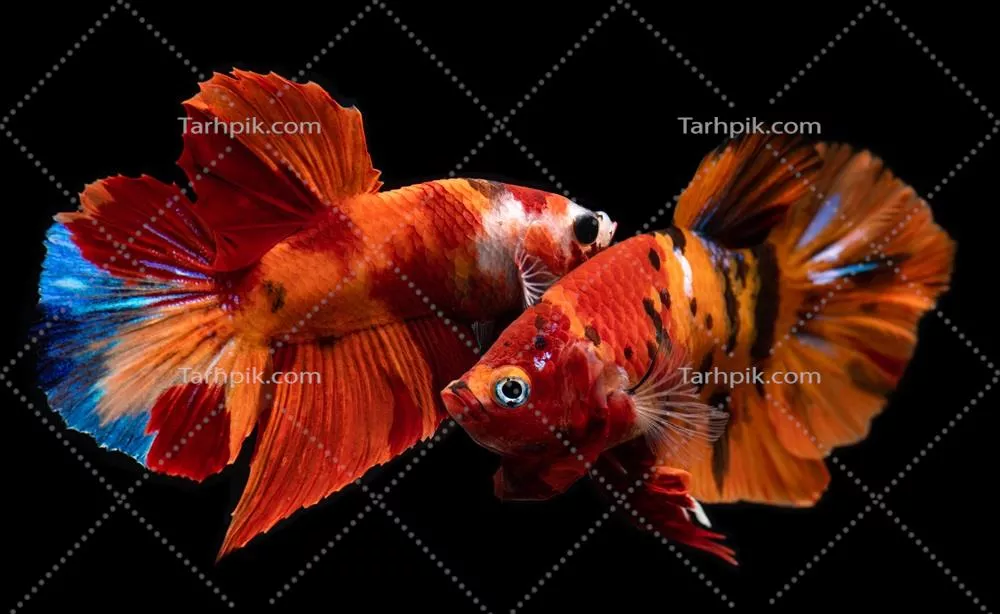 آموزش کامل نگهداری و زیبایی ماهی بتا نازک و نمرهدار برای علاقهمندان به آکواریوم