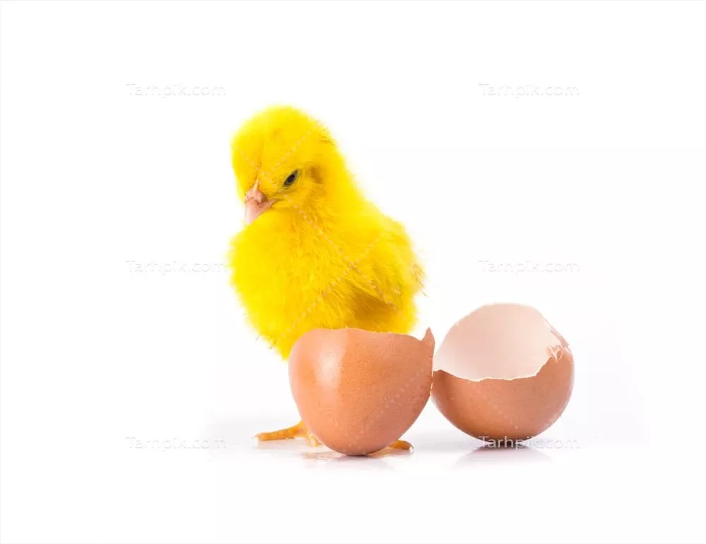 مرغک زرد ناز با تخم مرغ شکسته: طراحی و مفهوم جوجهها