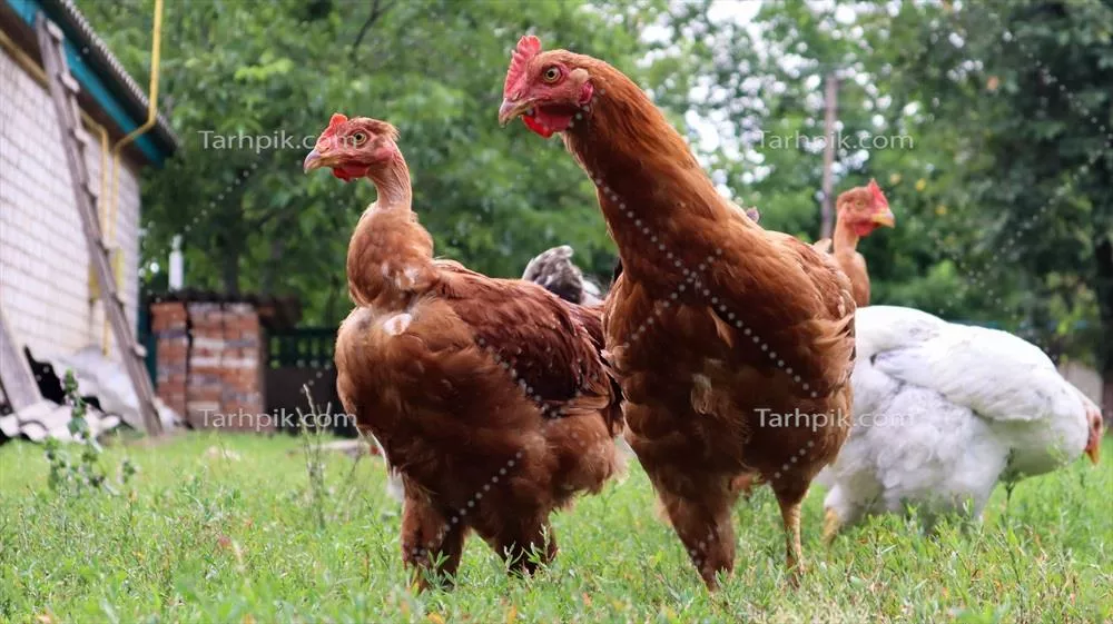 مرغ های پرورش یافته قهوه‌ای و سفید در حیاط خانه روستایی در حال چرا
