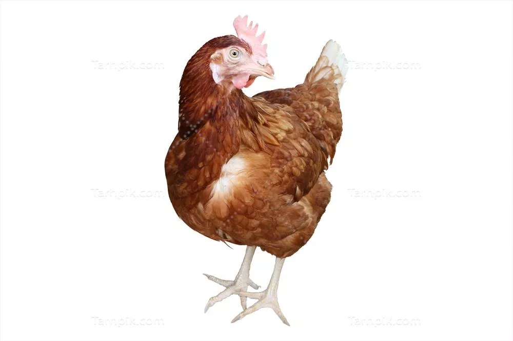 تصویری از مرغ جدا شده بر روی پس زمینه سفید با مسیر برش