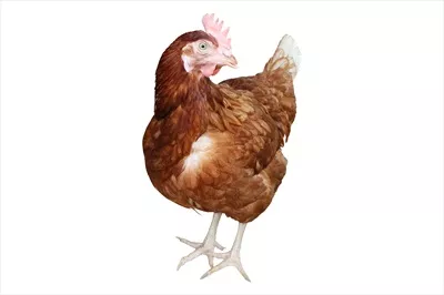 تصویری از مرغ جدا شده بر روی پس زمینه سفید با مسیر برش