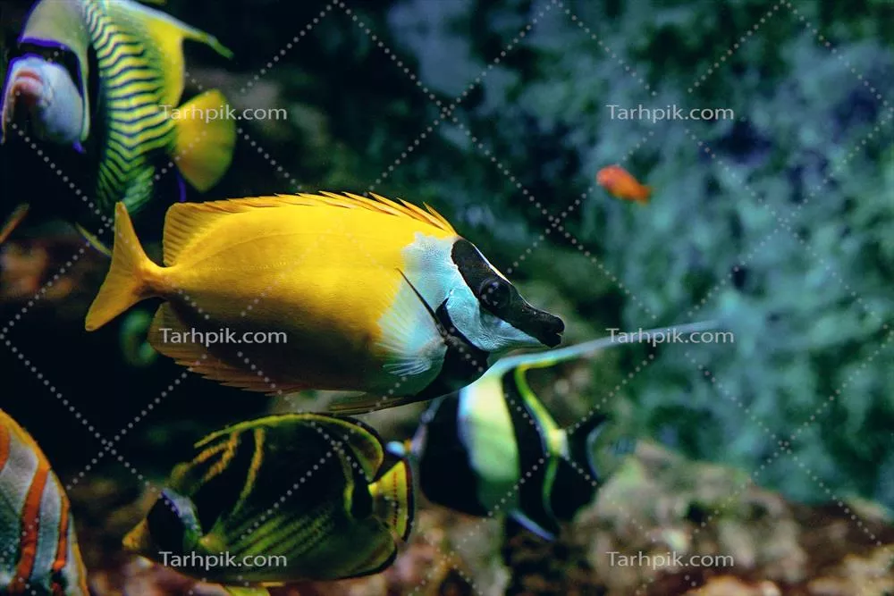 ماهیهای استوایی رنگارنگ و مرجانها در زیر آب آکواریوم