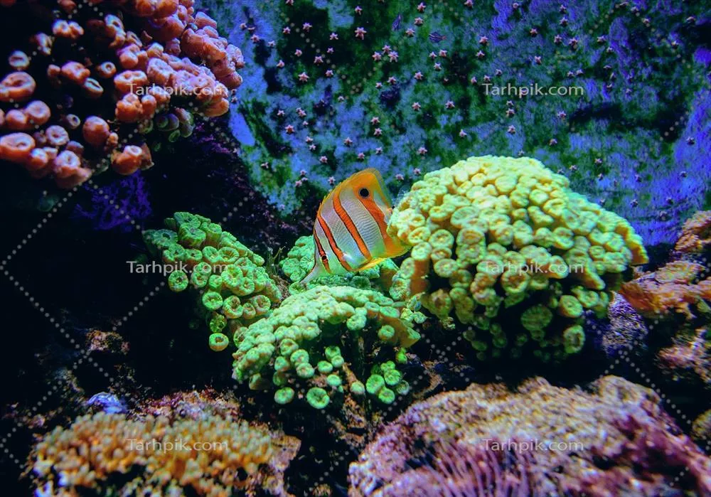 ماهیهای رنگارنگ و مرجانهای استوایی در زیر آب آکواریوم