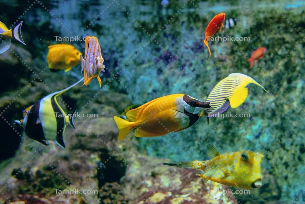 ماهیهای رنگارنگ و مرجانهای گرمسیری در زیر آب آکواریوم