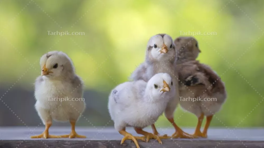 چهار جوجه زرد روی کف چوبی در پس‌زمینه تار طبیعی