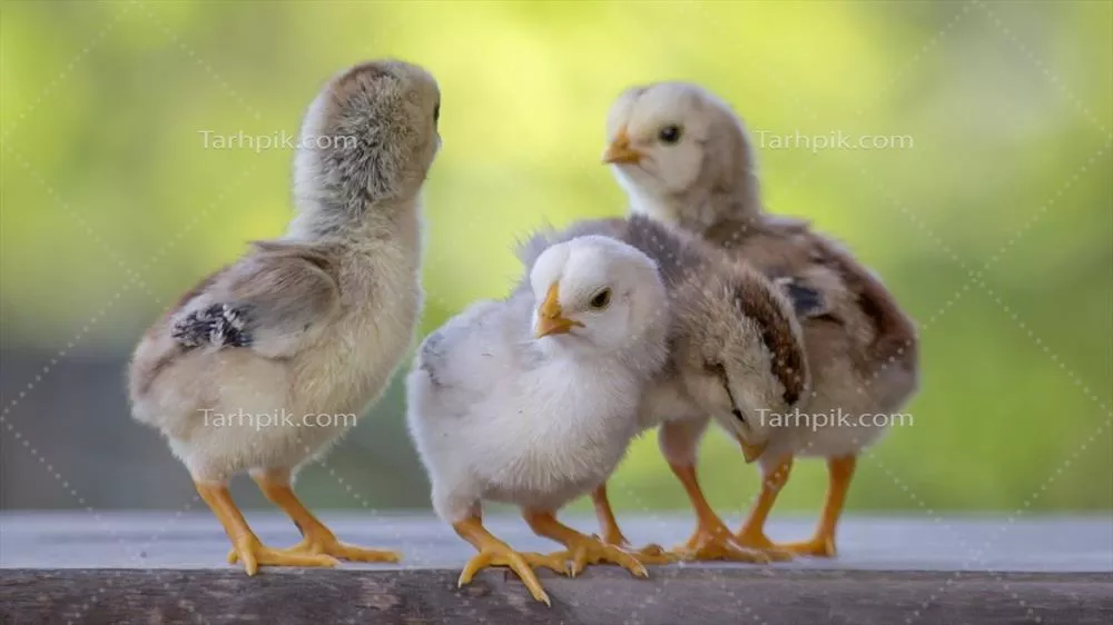 چهار جوجه زرد رنگ بر روی کف چوبی با پس زمینه طبیعی مات