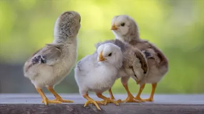 چهار جوجه زرد رنگ بر روی کف چوبی با پس زمینه طبیعی مات