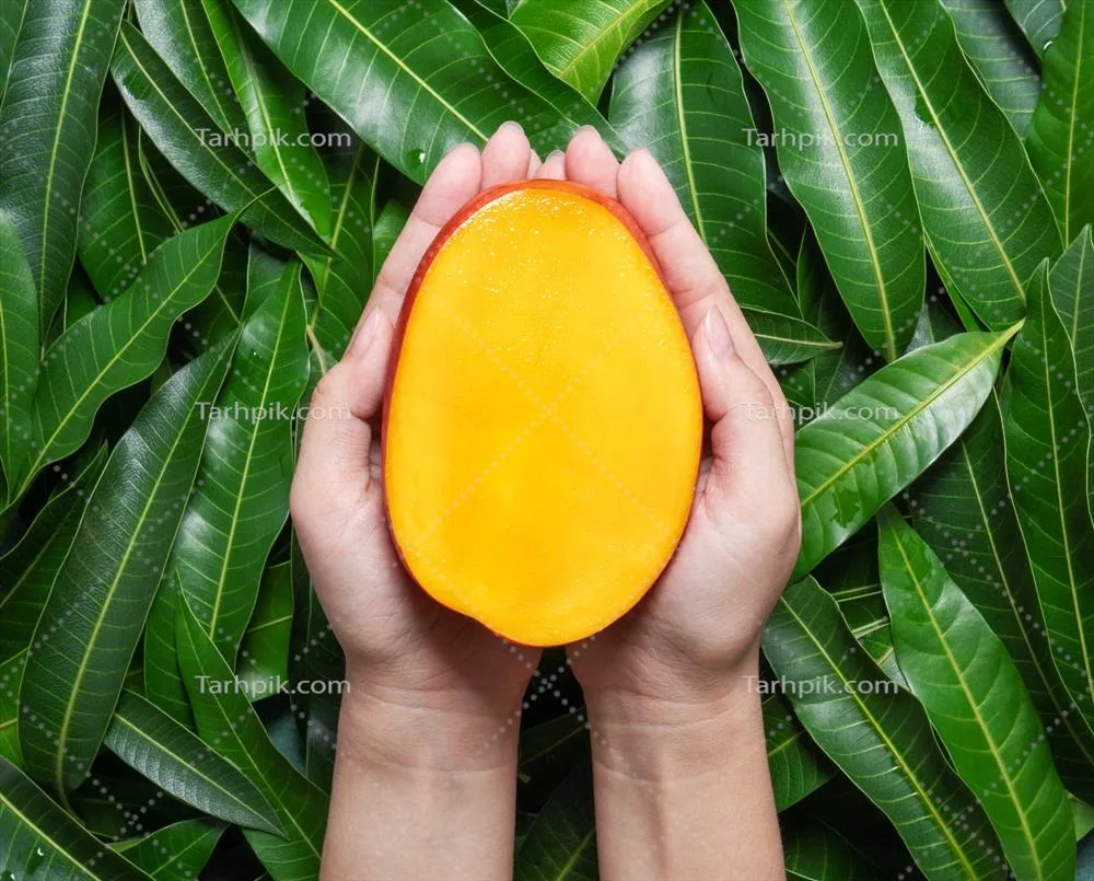 چکیدن خوش طعم و تازه میوه انبه در دستان یک زن با پس‌زمینهٔ سبز و جذاب