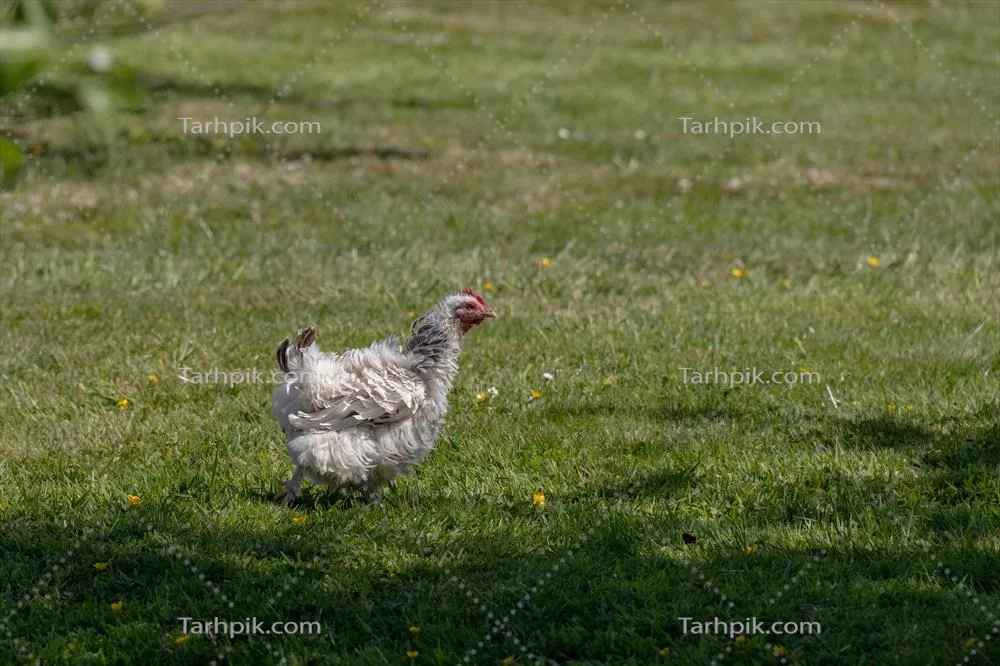 مرغ غیرمعمولی در باغی نزدیک آرلینگلی - کشف شگفتی‌های کوچک طبیعت