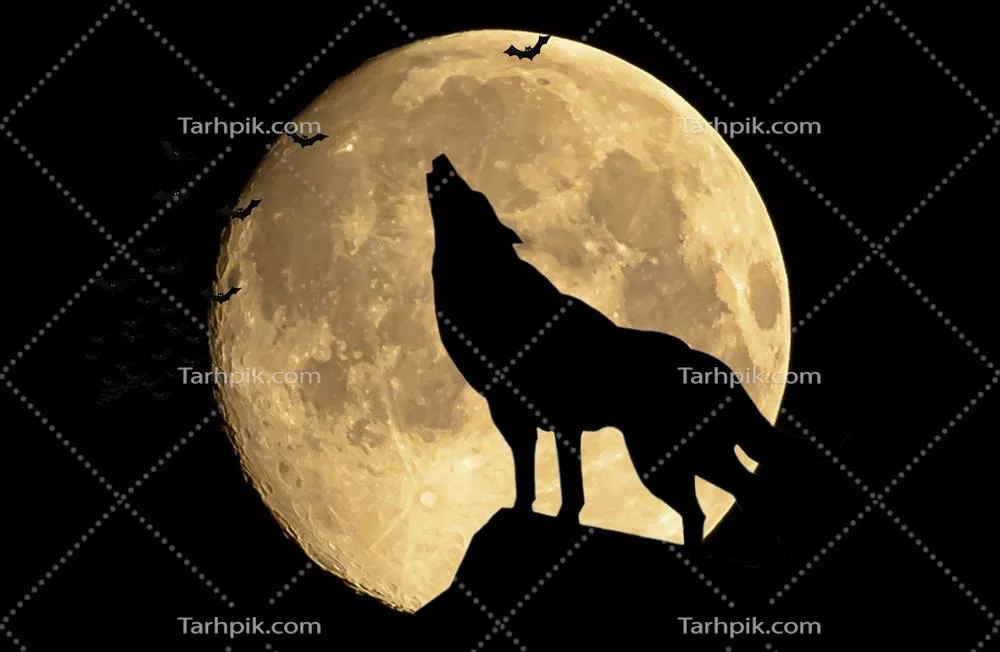 صدای زوزه گرگ در شب کامل مهتاب به تماشا نشسته است