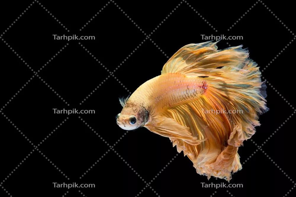 ماهی بتا زرد طلایی، ماهی جنگجوی سیامی روی پس‌زمینه سیاه