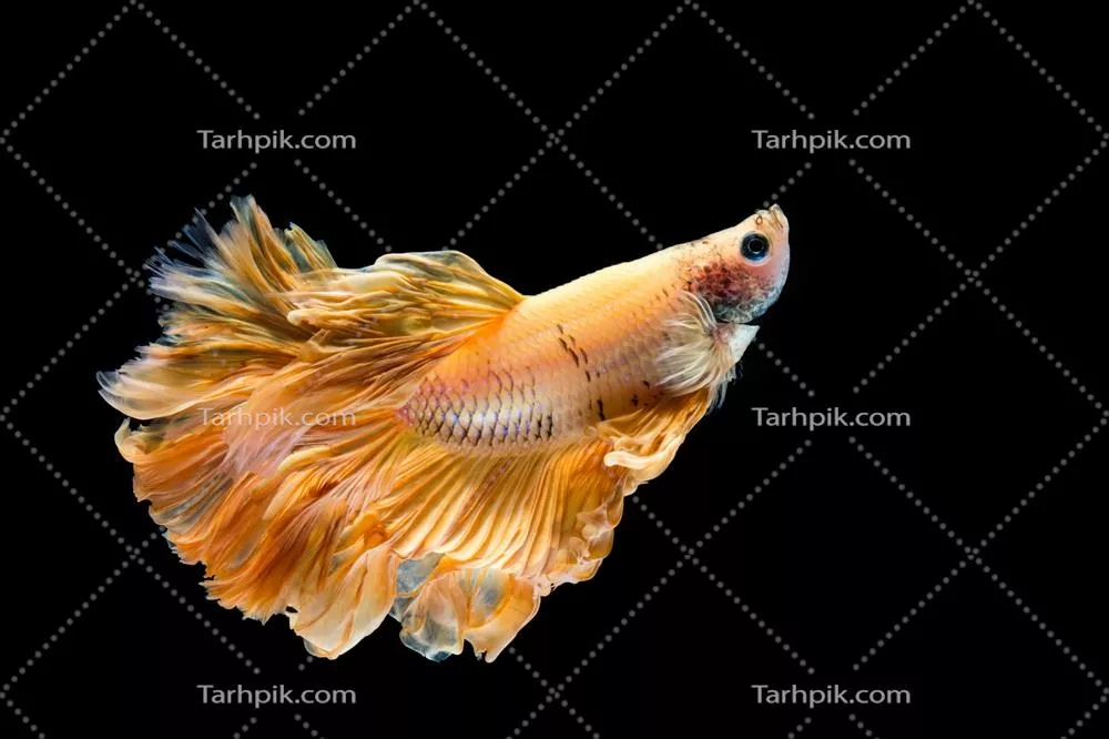عکس زیبای ماهی بتا زرد طلایی بر روی پسزمینه سیاه