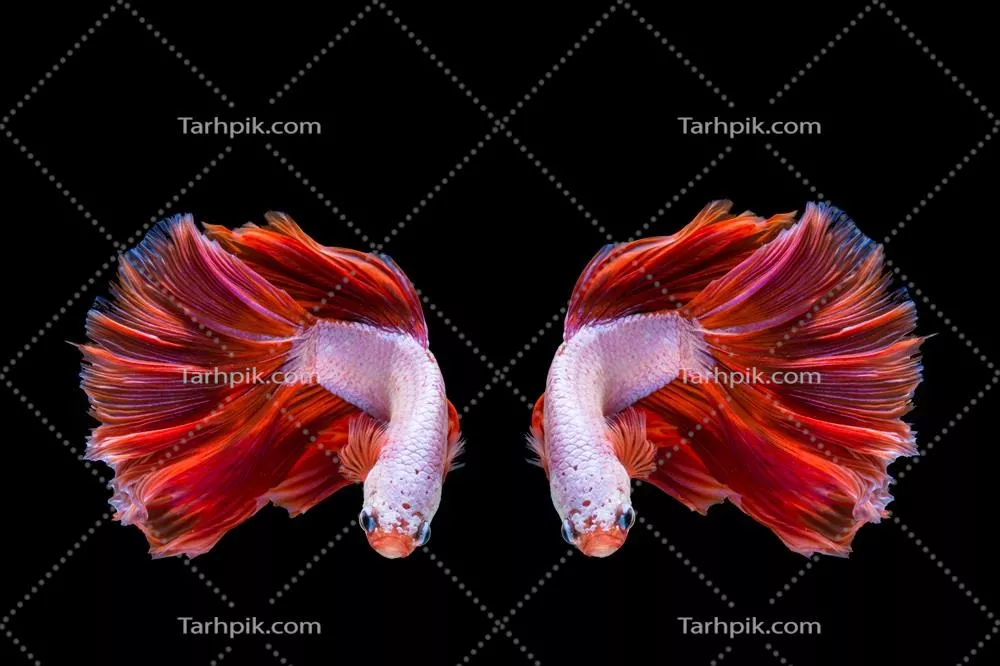 ماهی های بتا صورتی و قرمز: ضلع جنگجو در پس‌زمینه سیاه