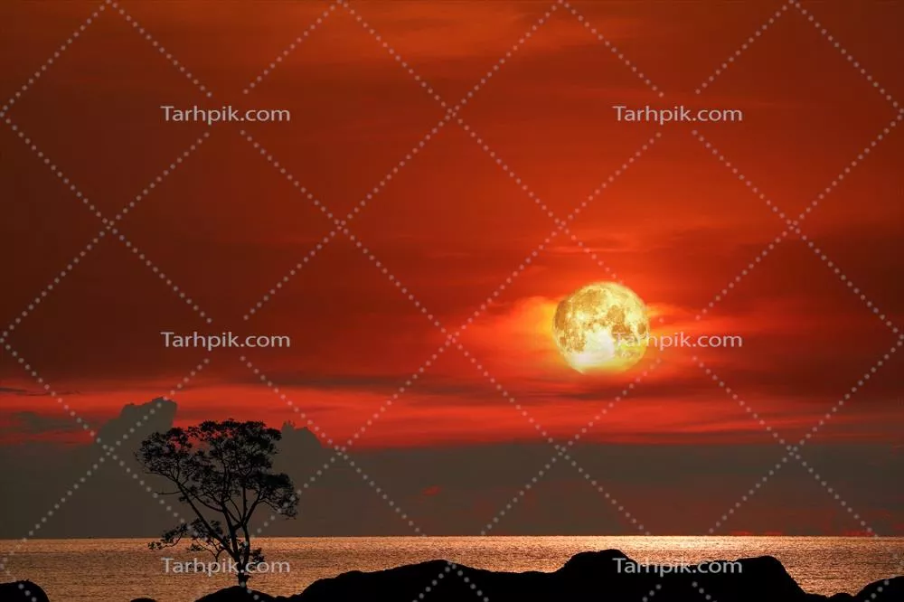 ماه خونین و درخت در سیاهه کوه در آسمان غروب زیبا