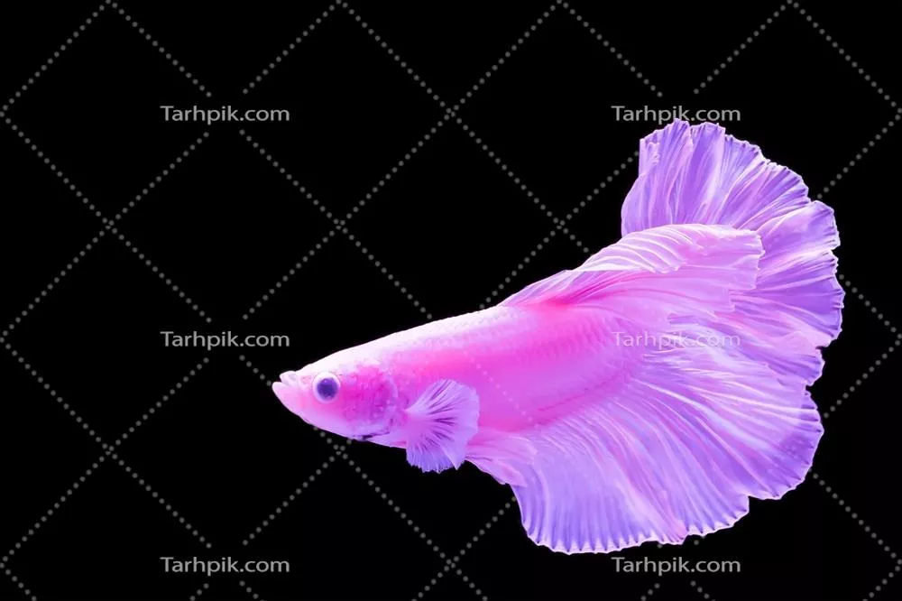 ماجرای ماهی جنگجو درون کابینت: داستانی شگفتانگیز از زندگی زیر آب