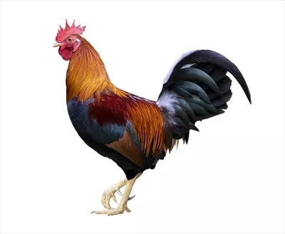 خروس نر با رنگبندی شاداب و متنوع روی زمینه سفید با مسیر کلید برش